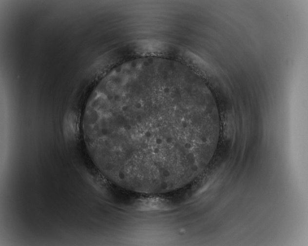 X0000096720695200802191528