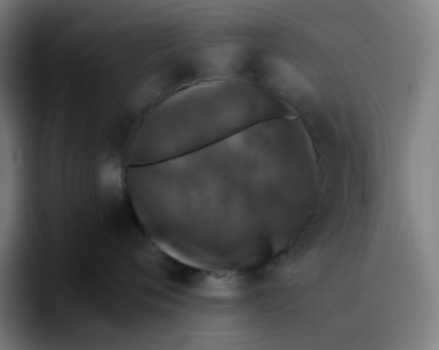 X0000096720720200802191528