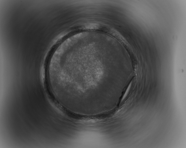 X0000096720726200802191528