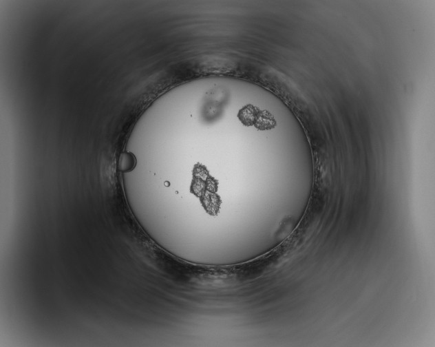 X0000096720745200802191528