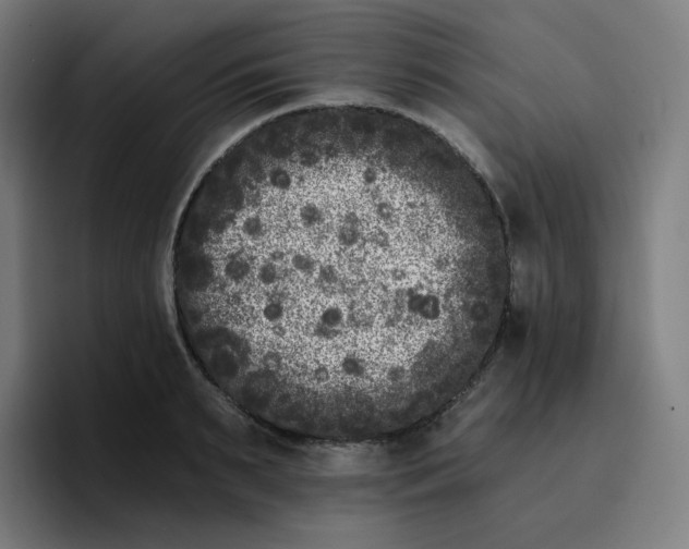 X0000096720895200802191526