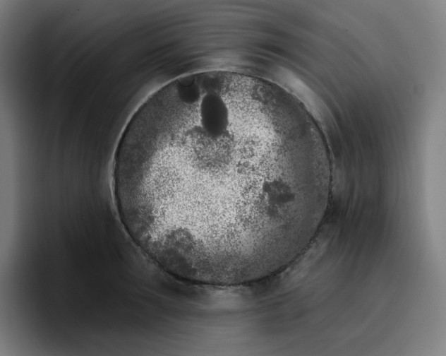 X0000096720899200802191526