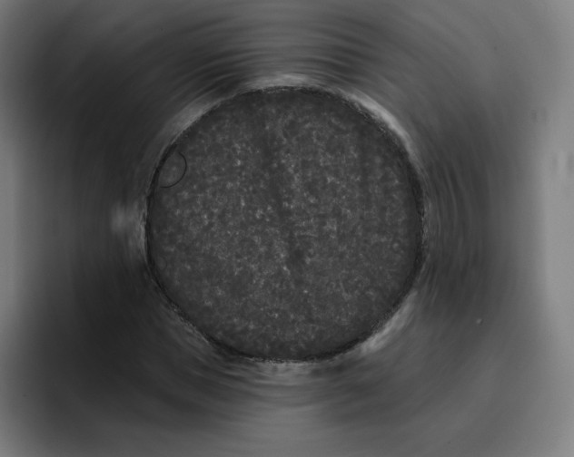 X0000096720921200802191525