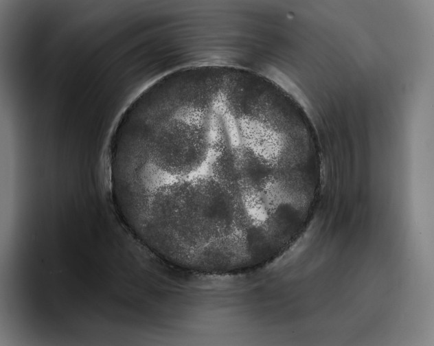 X0000096720925200802191525