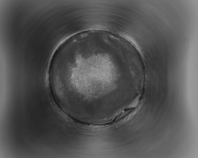 X0000096720928200802191525