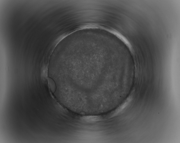 X0000096720953200802191526