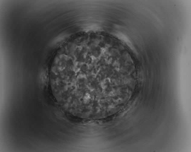 X0000096721063200802191524