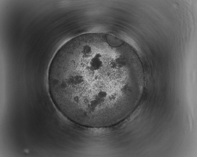 X0000096721087200802191523