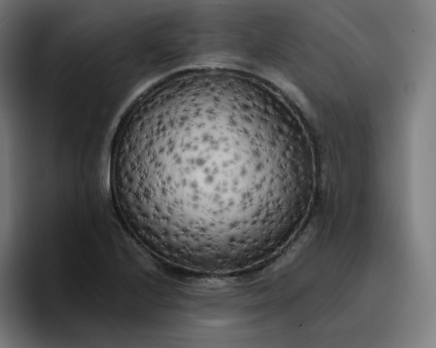 X0000096721224200802191522