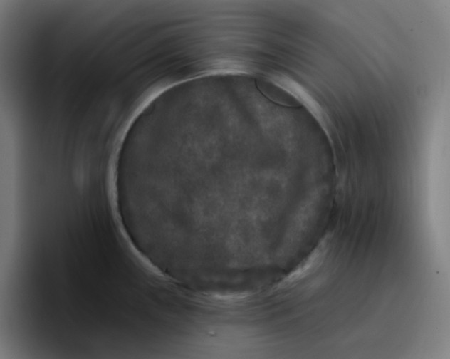 X0000096721243200802191522