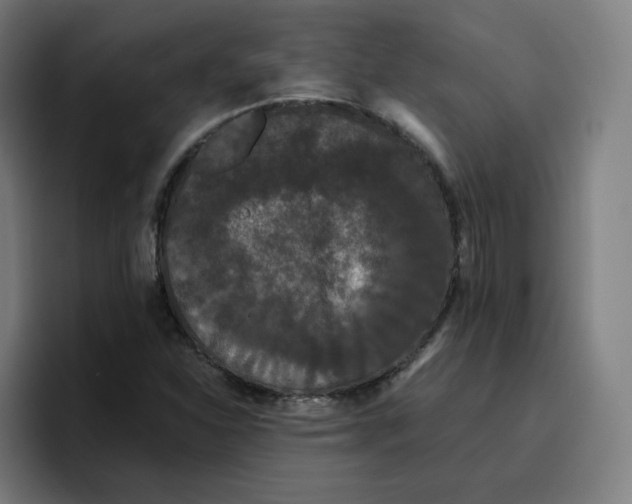 X0000096721310200802191520