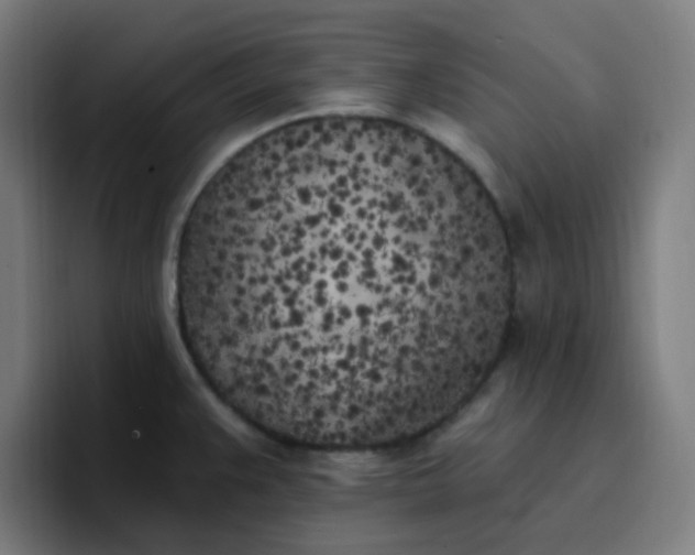 X0000096721383200802191519