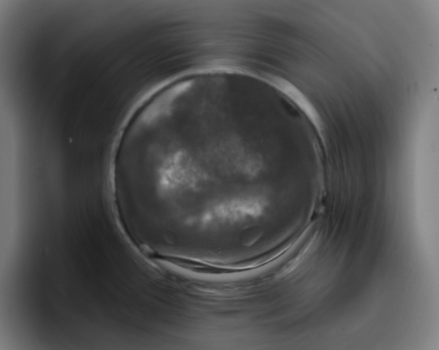 X0000096721388200802191519