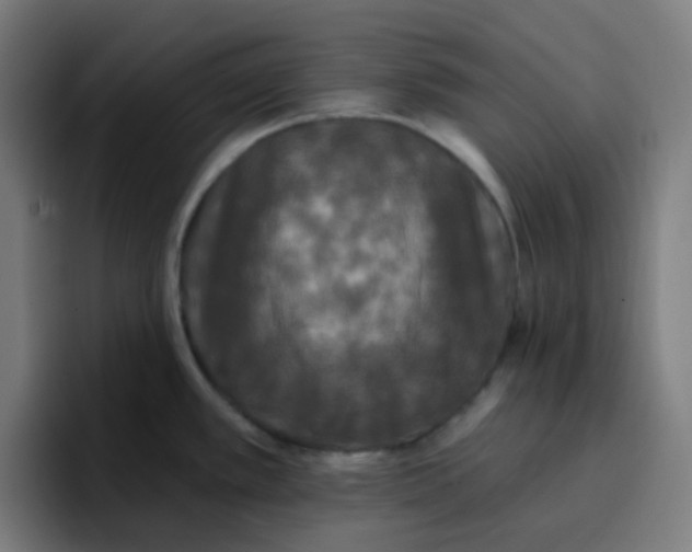 X0000096721389200802191519