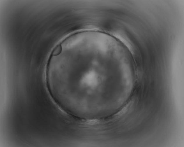 X0000096721477200802191518