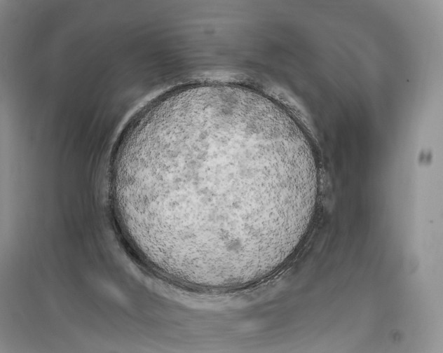 X0000096720012200802261705