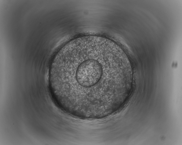 X0000096720024200802261705