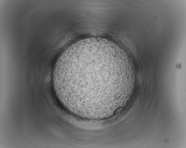 X0000096720032200802261705