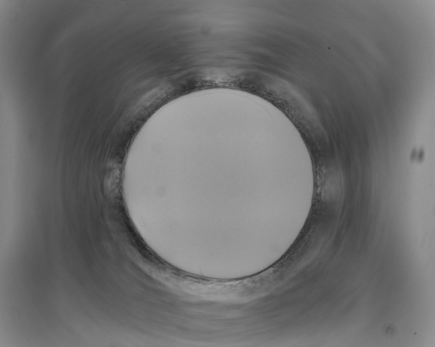 X0000096720036200802261705