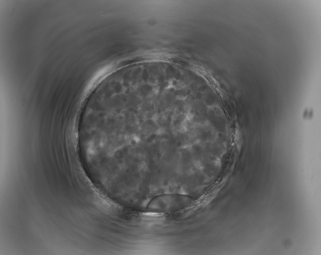 X0000096720053200802261704