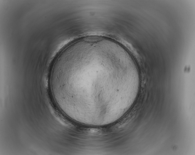 X0000096720060200802261704