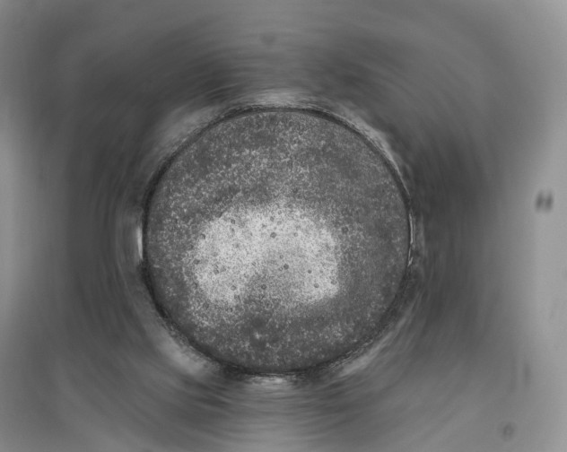 X0000096720061200802261704