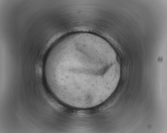 X0000096720064200802261704