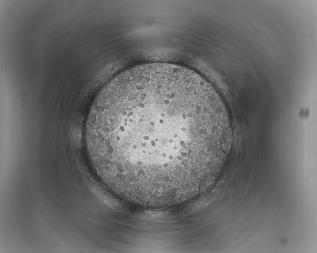 X0000096720065200802261704