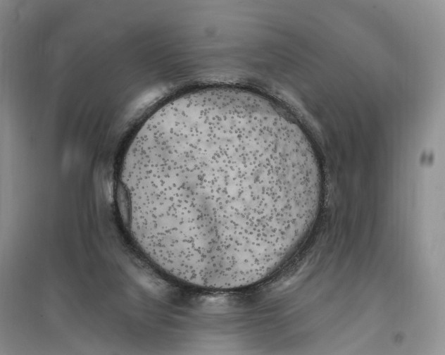 X0000096720068200802261704