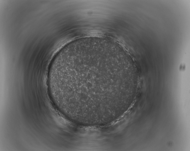 X0000096720146200802261702