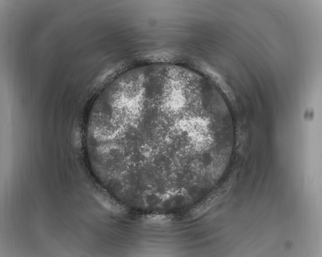 X0000096720161200802261703