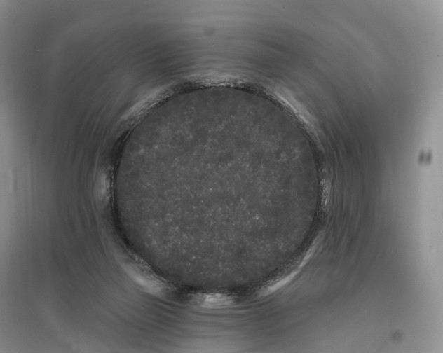 X0000096720165200802261703