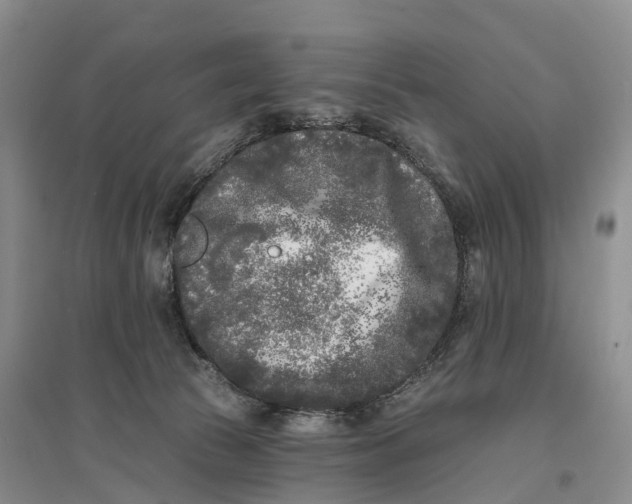 X0000096720177200802261703