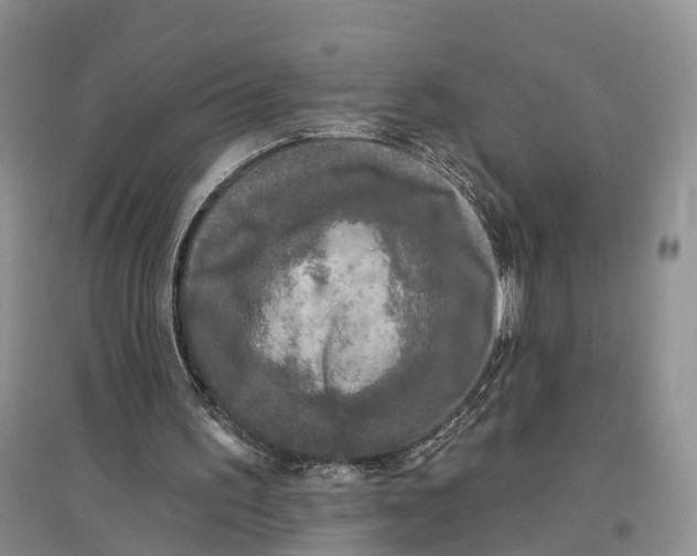 X0000096720195200802261702