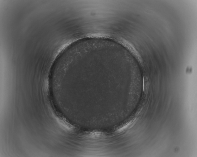 X0000096720204200802261702