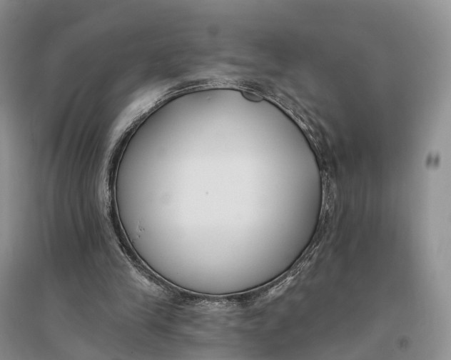 X0000096720245200802261701