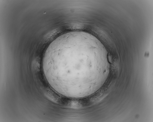 X0000096720264200802261701