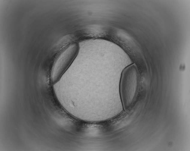 X0000096720268200802261701