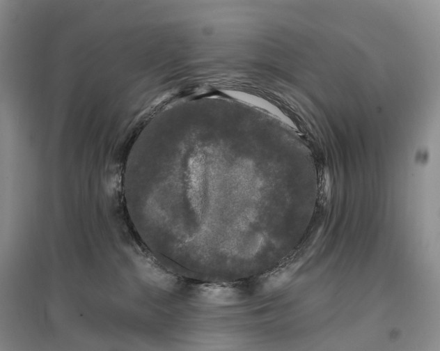 X0000096720284200802261702