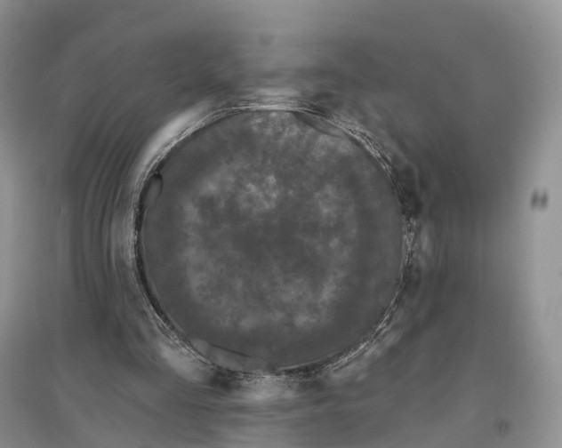 X0000096720293200802261701