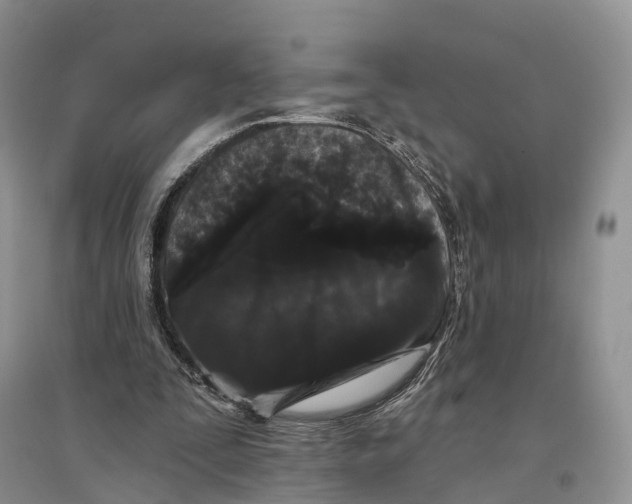 X0000096720295200802261701