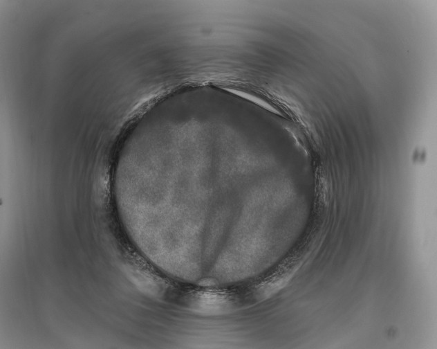 X0000096720308200802261700