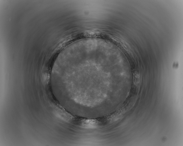 X0000096720324200802261700