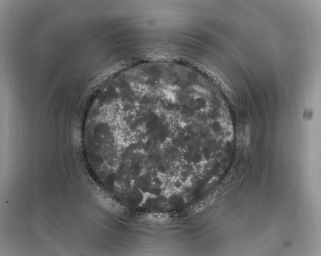 X0000096720353200802261659