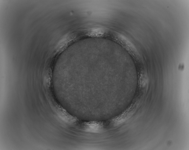 X0000096720370200802261700