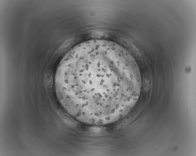 X0000096720375200802261700