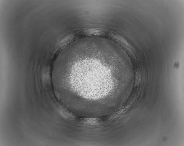 X0000096720377200802261700