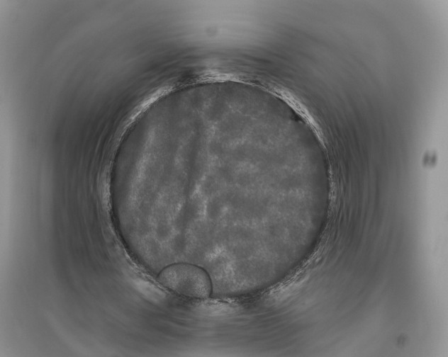 X0000096720386200802261659