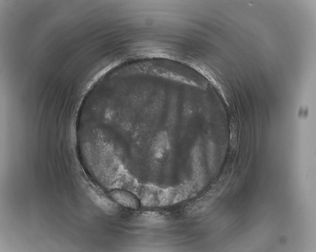 X0000096720390200802261659