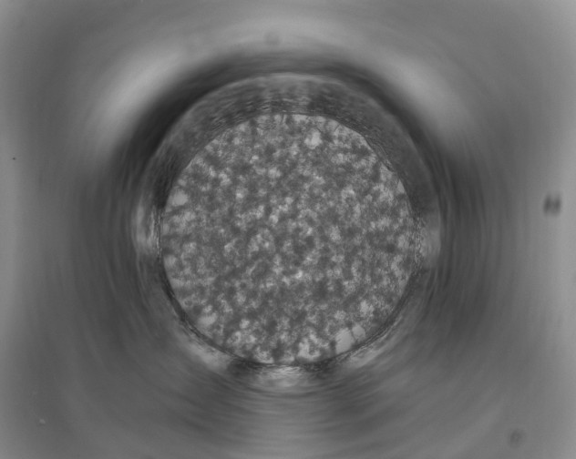 X0000096720431200802261658